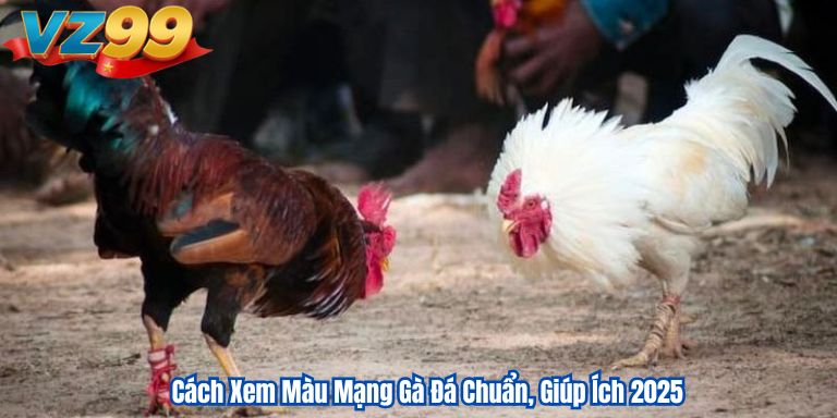 Cách Xem Màu Mạng Gà Đá Chuẩn, Giúp Ích 2025 4 Cách Xem Màu Mạng Gà Đá Chuẩn, Giúp Ích 2025