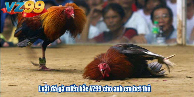 Luật đá gà miền bắc VZ99 cho anh em bet thủ 3 Luật đá gà miền bắc VZ99 cho anh em bet thủ